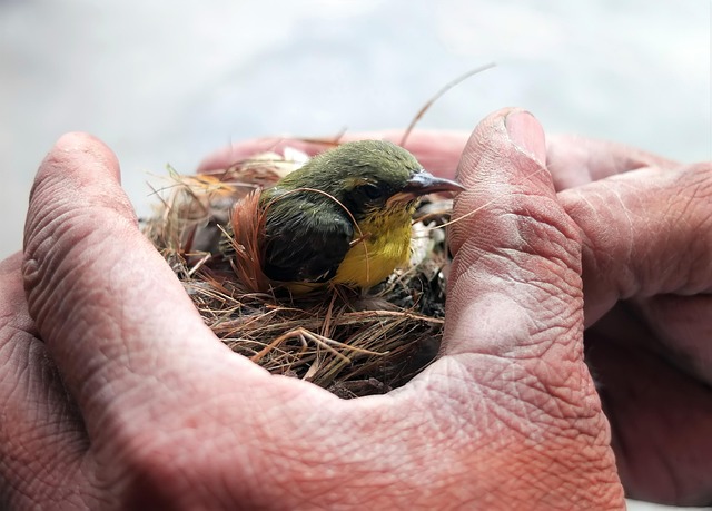 Shingle Saviors: Rescuing Your Roof from Disrepair
